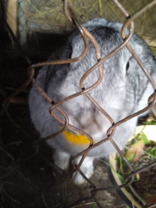 IMG-20250419-WA0045