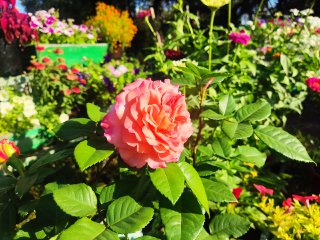 IMG_20250811_161813