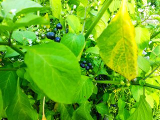 IMG_20250811_162238